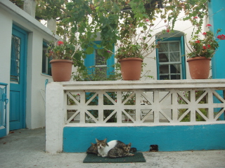 Cats in Ikaria